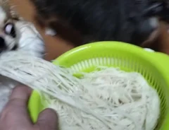 チワワ