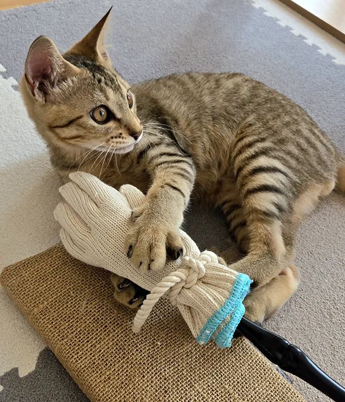 猫の写真