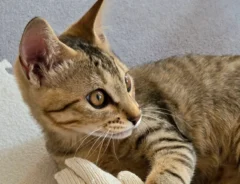 猫の写真