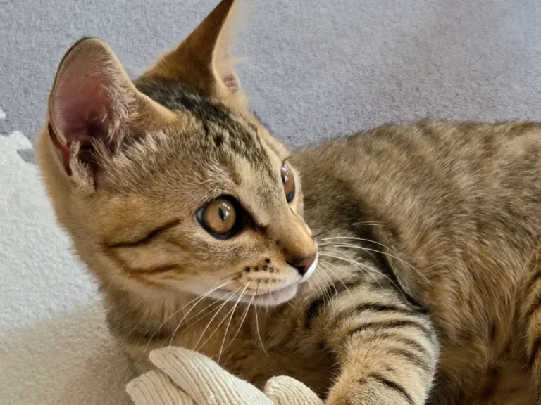 猫の写真