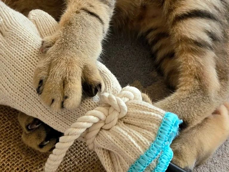 猫の写真