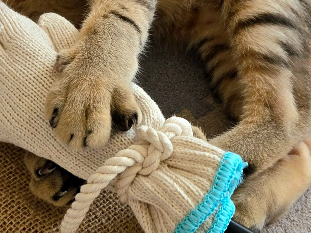 猫の写真
