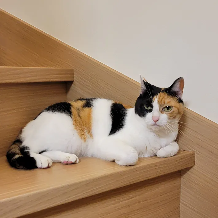 猫の写真