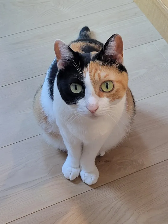 猫の写真