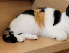 猫の写真