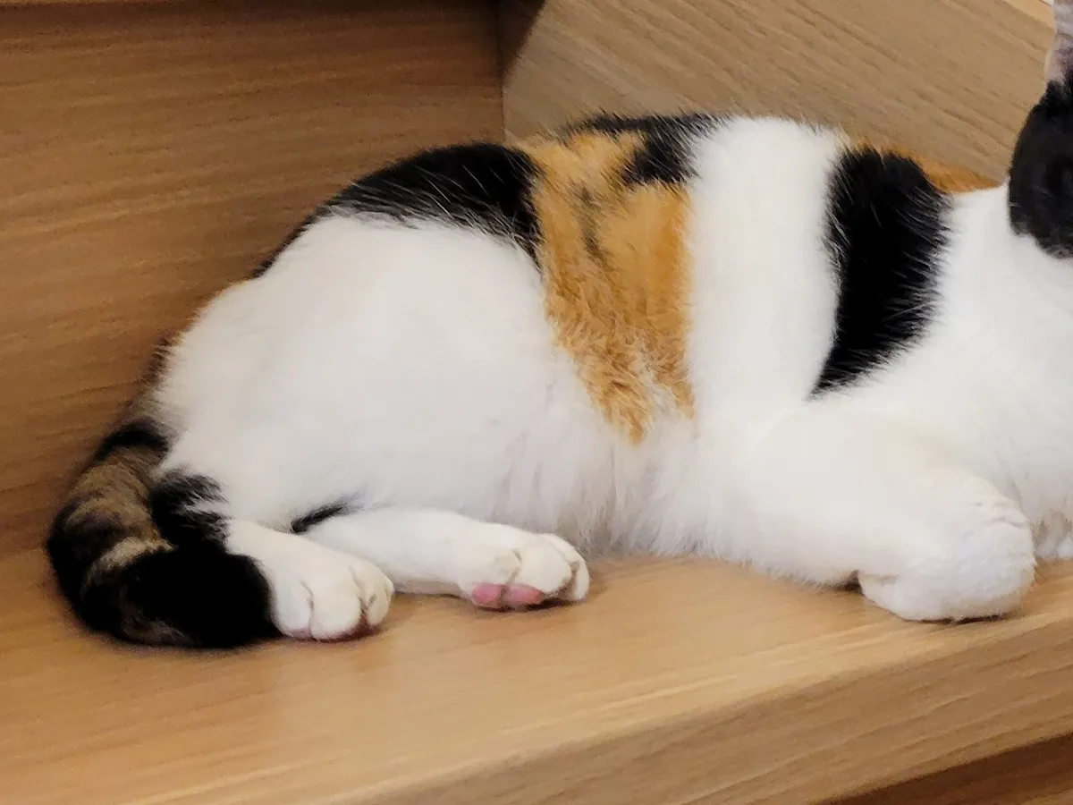 猫の写真