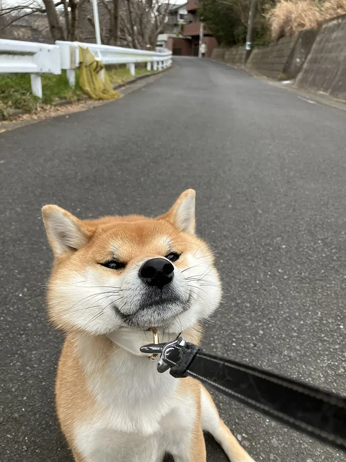 柴犬の写真