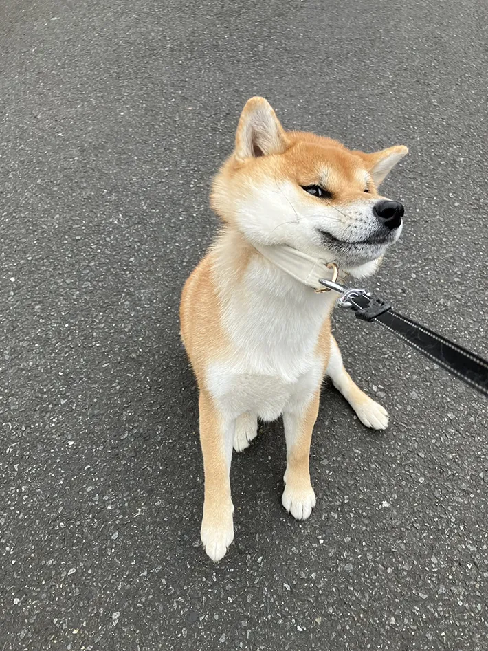 柴犬の写真