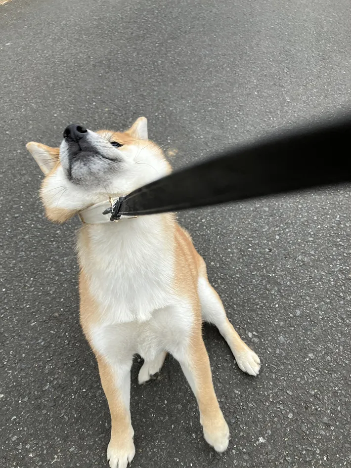 柴犬の写真