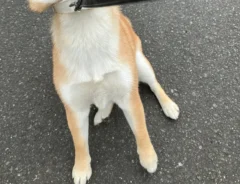 柴犬の写真