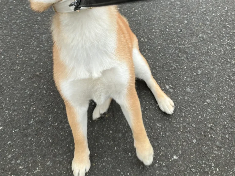 柴犬の写真