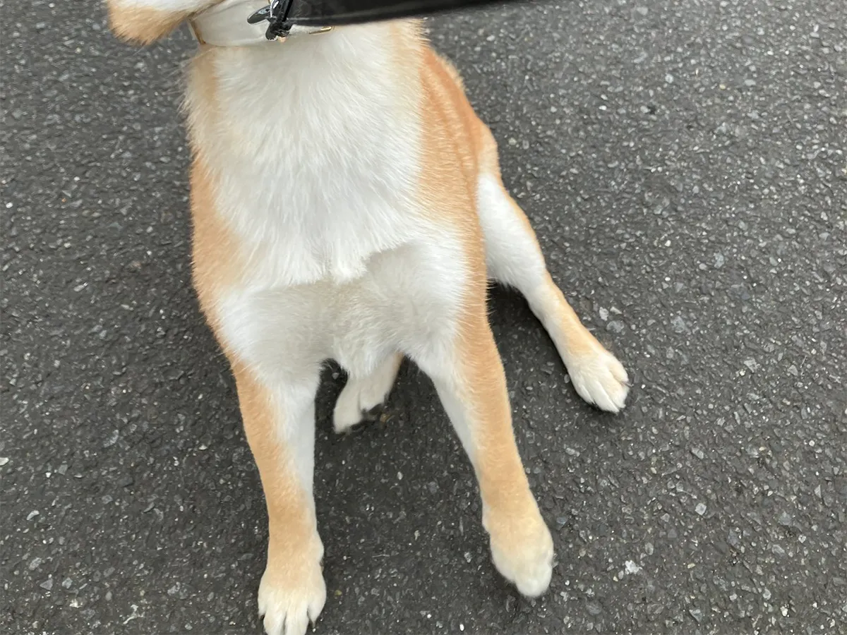 柴犬の写真