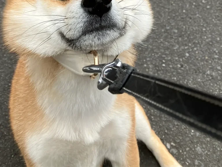 柴犬の写真