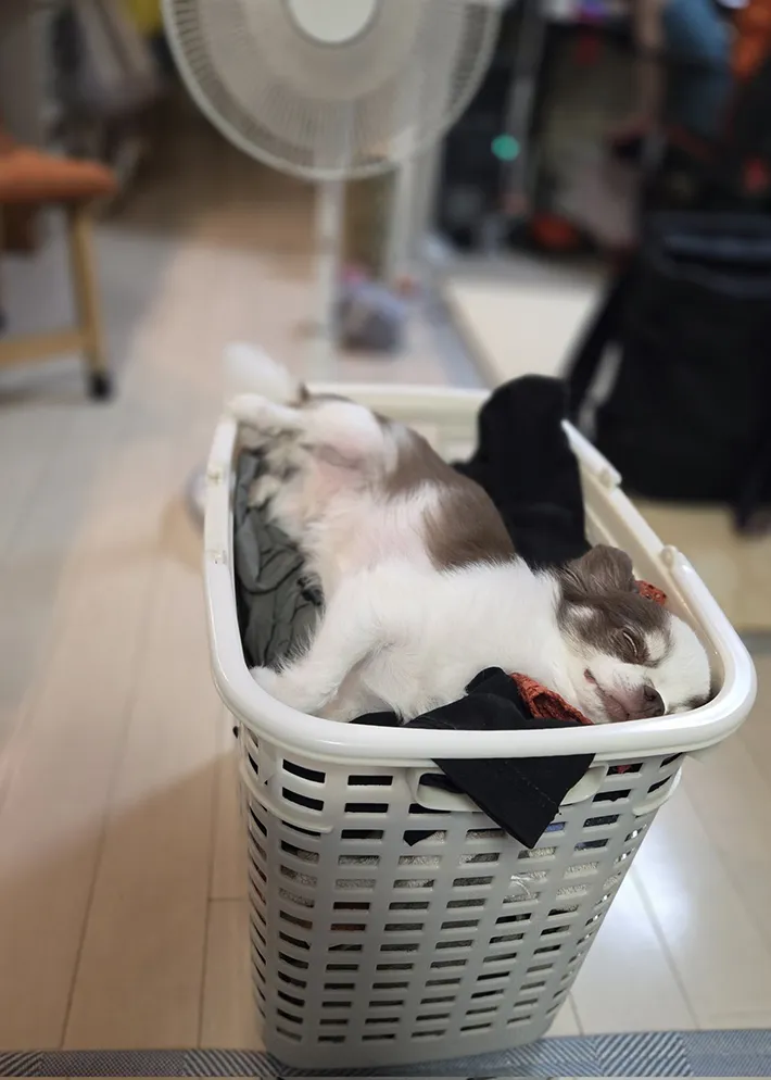 チワワの写真
