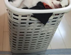 チワワの写真