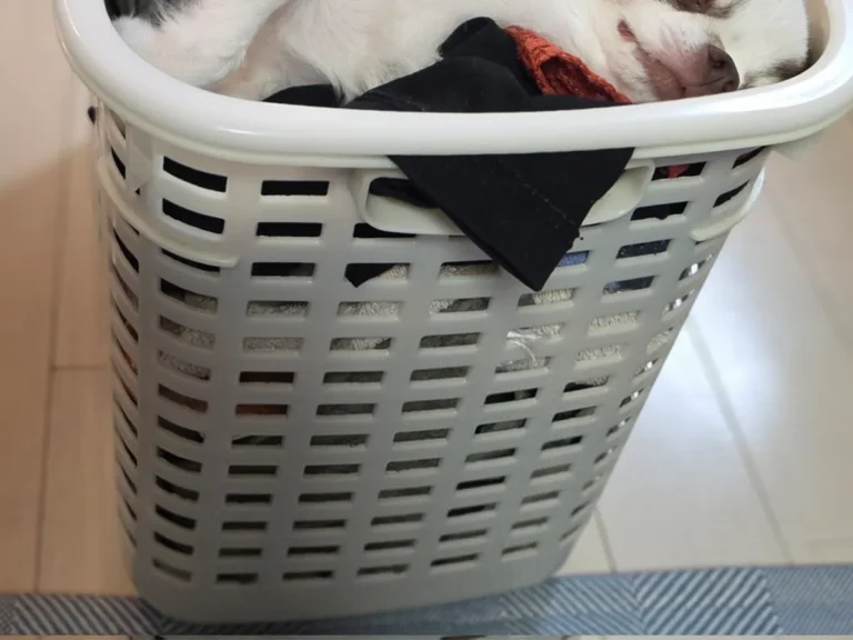 チワワの写真
