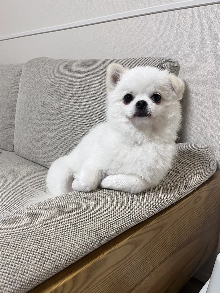 犬の画像