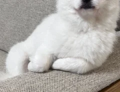 犬の画像