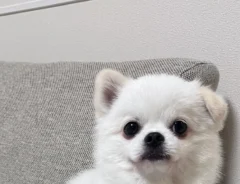 犬の画像