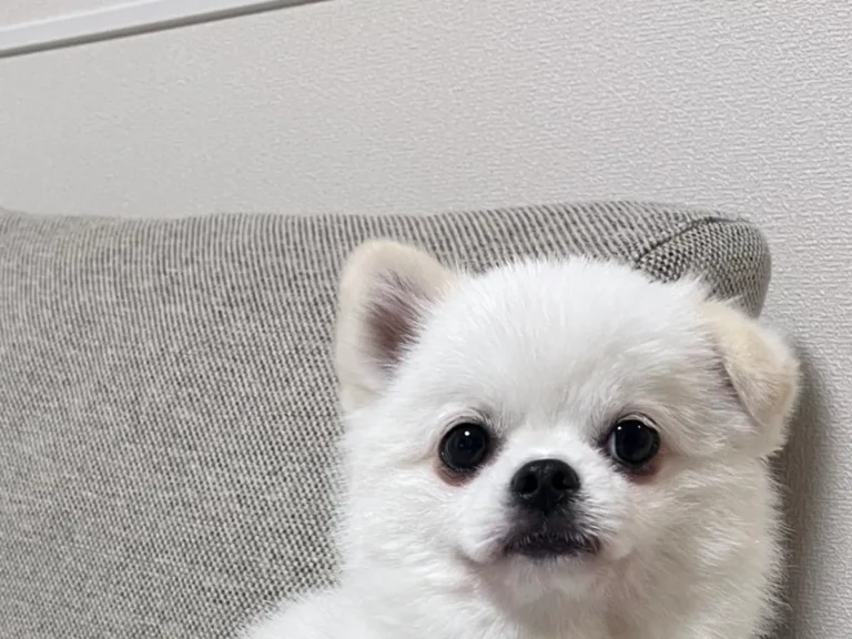 犬の画像