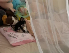 柴犬の写真
