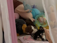 柴犬の写真