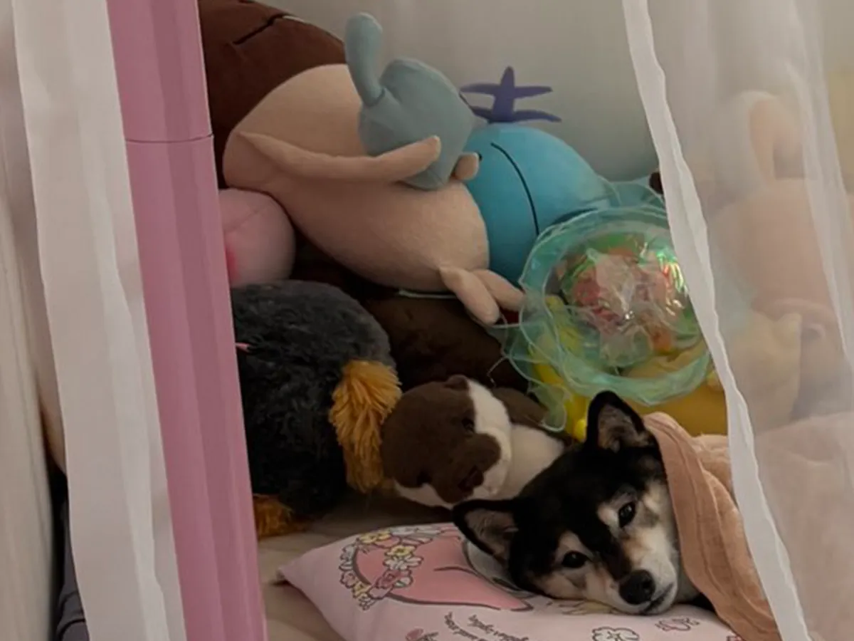 柴犬の写真