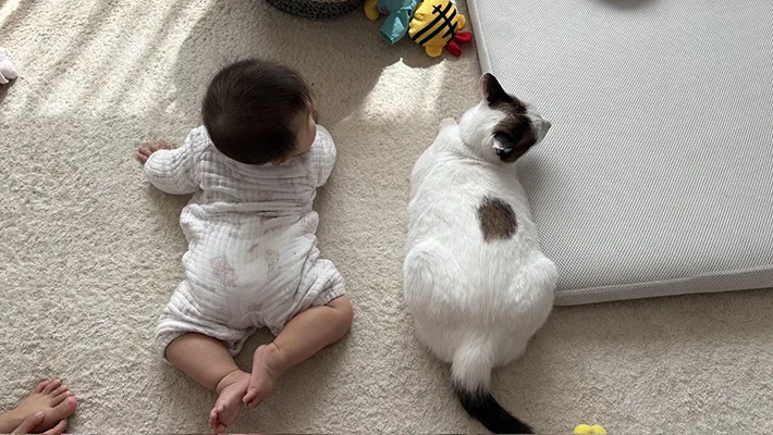 猫と赤ちゃん
