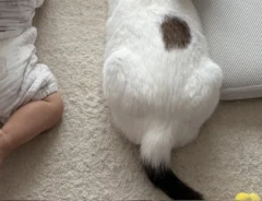 猫と赤ちゃん