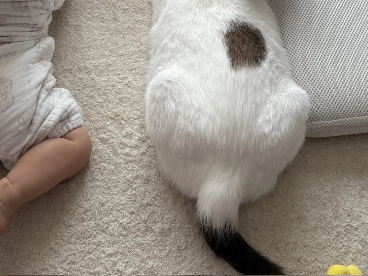 猫と赤ちゃん