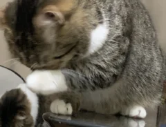 猫のぽんたくん、ぽこちゃん