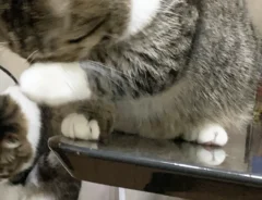 猫のぽんたくん、ぽこちゃん