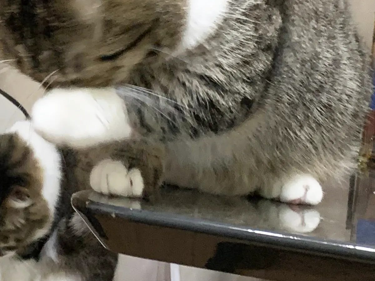 猫のぽんたくん、ぽこちゃん