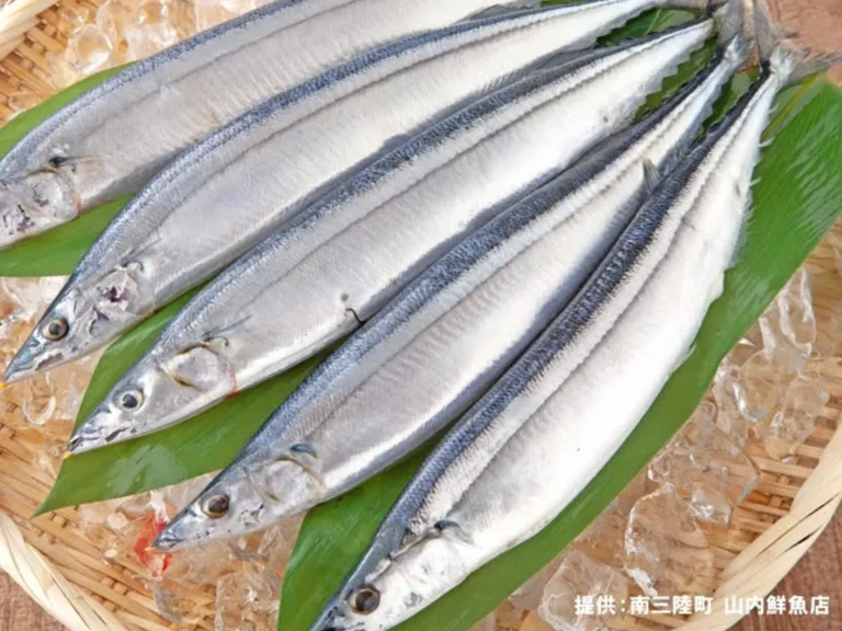 サンマの写真