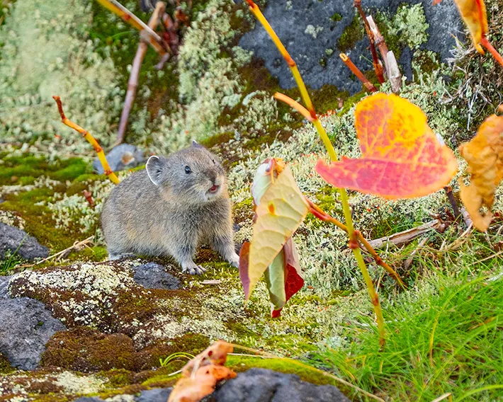 エゾナキウサギの写真