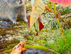 エゾナキウサギの写真