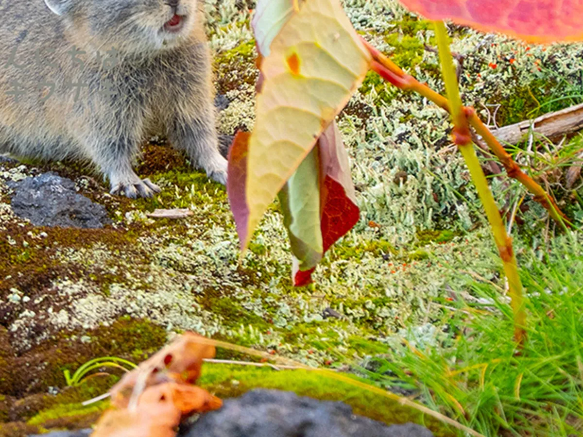 エゾナキウサギの写真