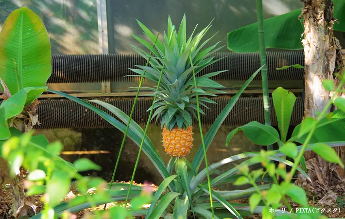 パイナップルの写真