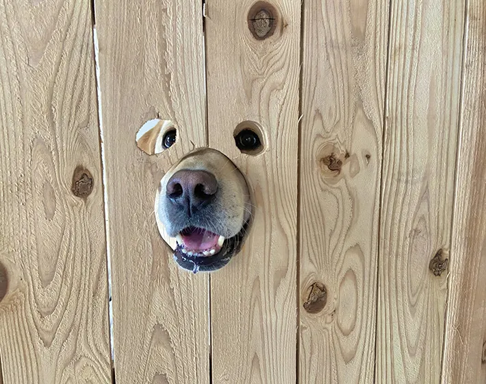 犬の画像