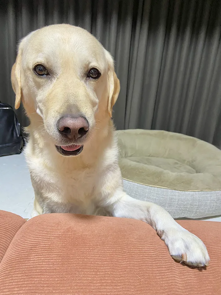 犬の画像