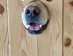 犬の画像