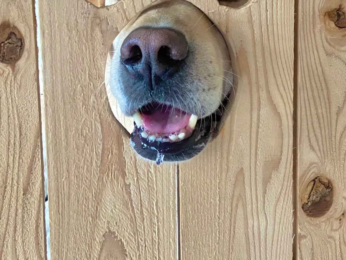 犬の画像
