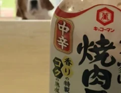 犬の画像