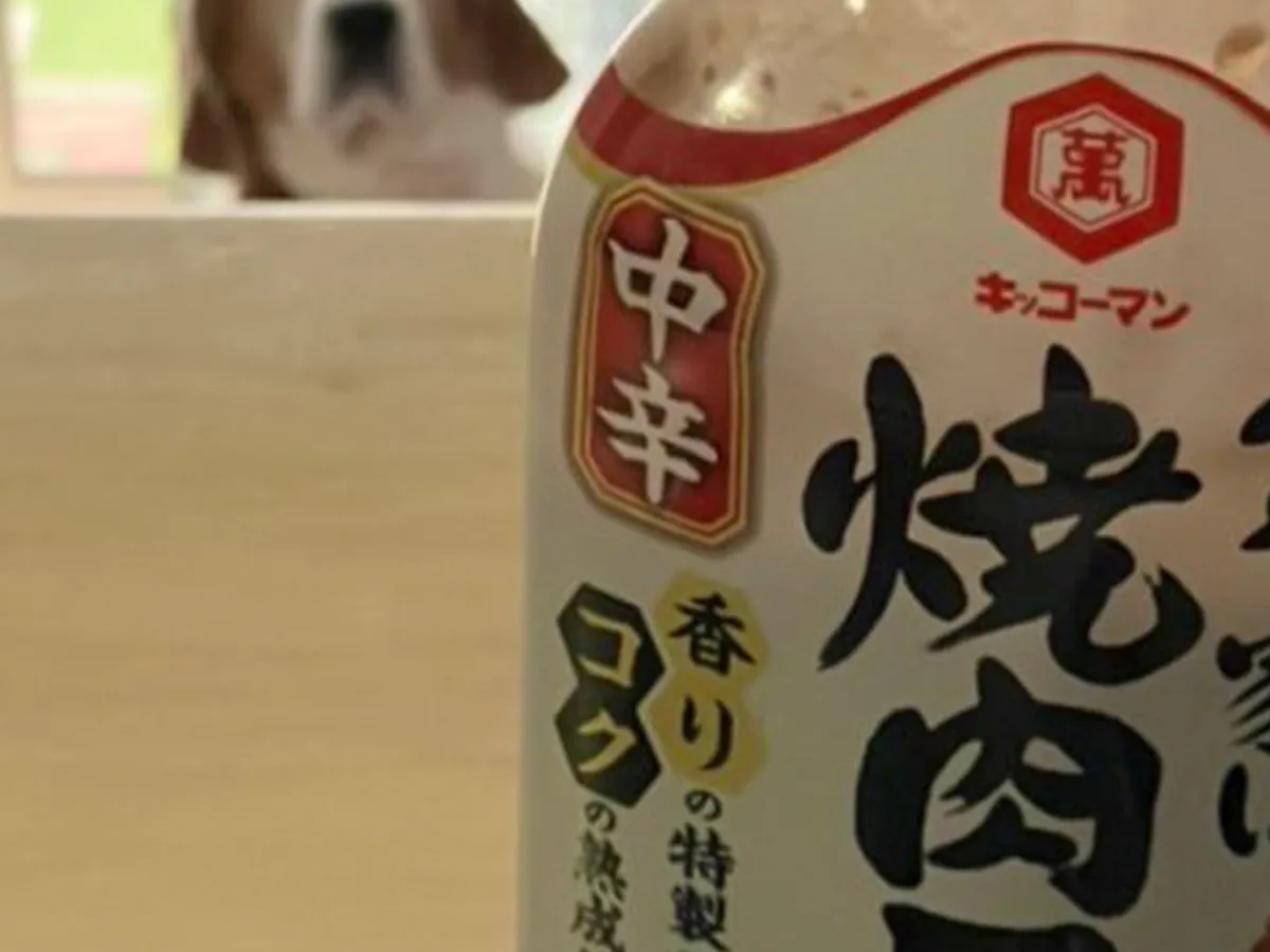犬の画像