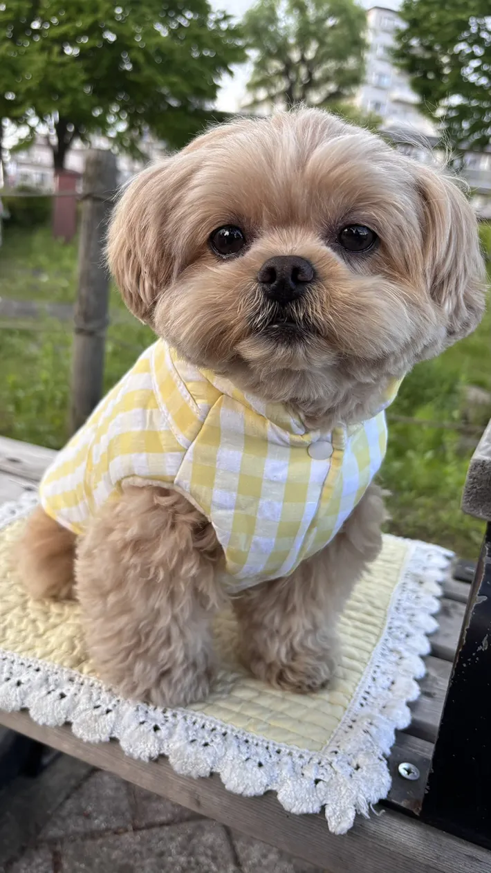 犬の画像