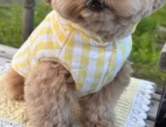 犬の画像