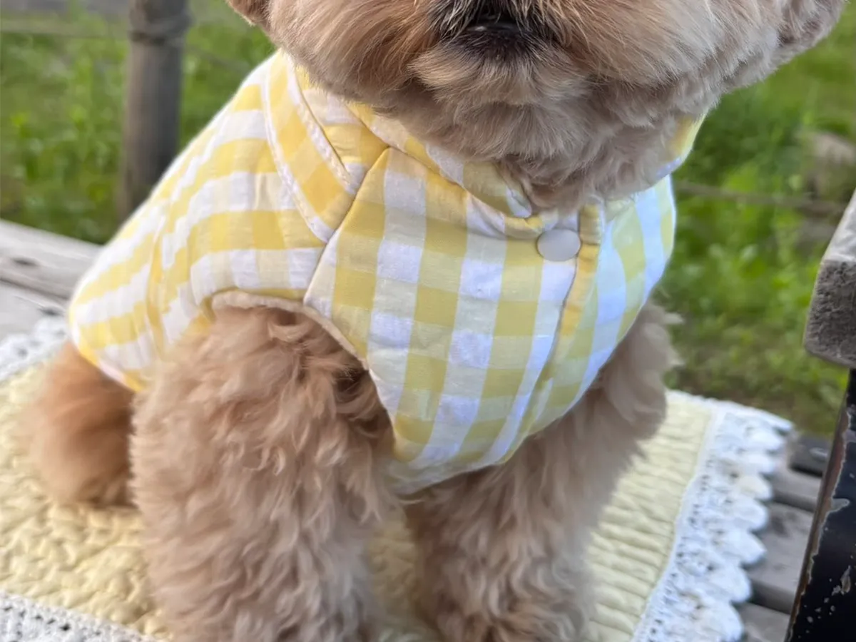 犬の画像