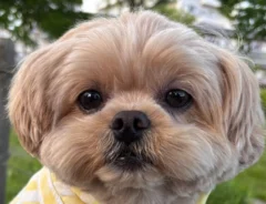 犬の画像