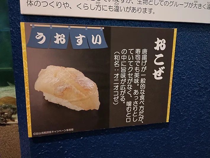 魚津水族館の写真