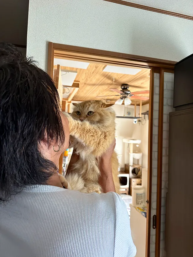 猫